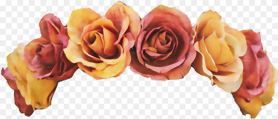 Download Hd Yellow Transparent Flower Crown Orange Flower Crown, Petal, Plant, Rose, Flower Arrangement Png Image