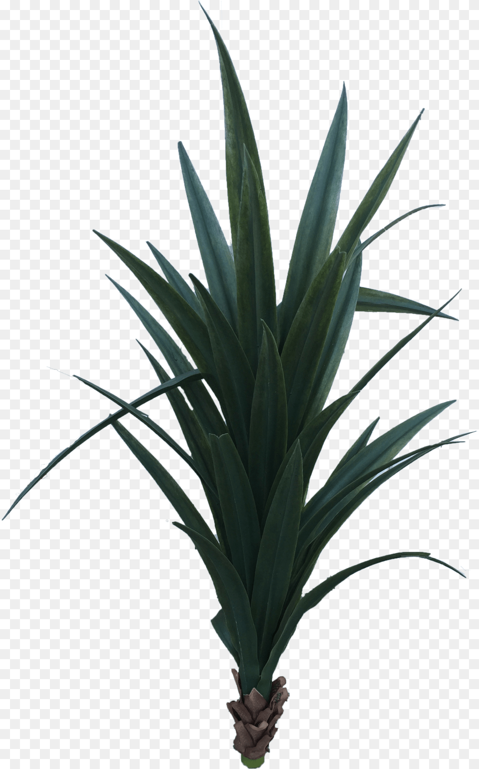 Download Hd Yucca Houseplant, Plant, Agavaceae, Aloe Free Transparent Png