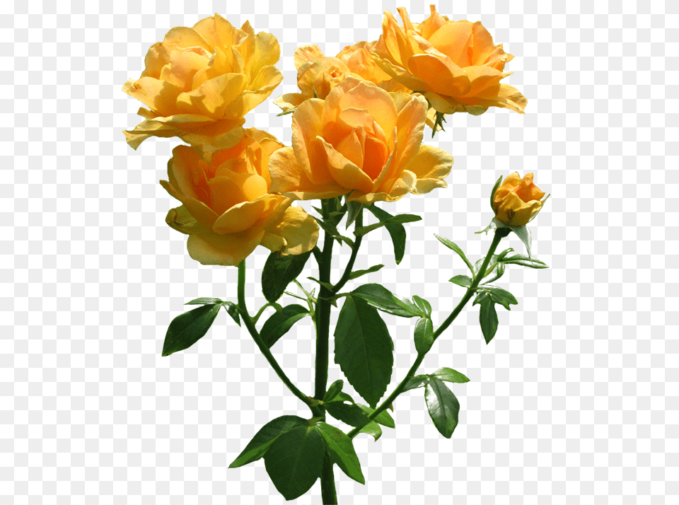 Download Hd Zonta Rosa Lots Of Blooming Rose Orange, Flower, Plant, Flower Arrangement, Flower Bouquet Free Png