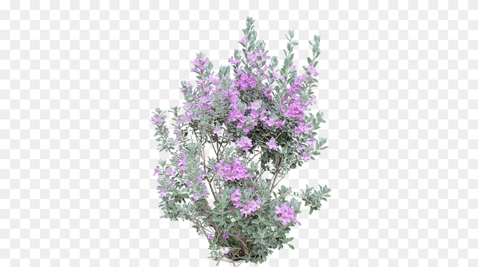 Download Heavenly Cloud Sage Purple Pampas Tree Mallow, Flower, Herbal, Herbs, Plant Free Transparent Png