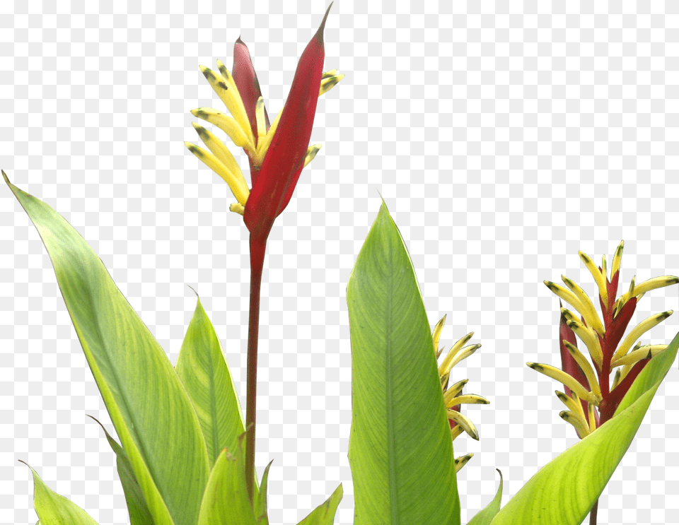 Download Heliconia Psittacorum Tropical Plants Flower Tropical Real, Plant, Acanthaceae, Leaf, Petal Free Transparent Png