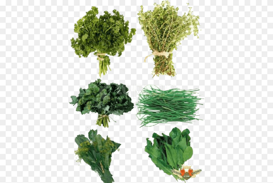 Download Herb S Images Background Herbs, Plant, Food, Kale, Leafy Green Vegetable Free Transparent Png