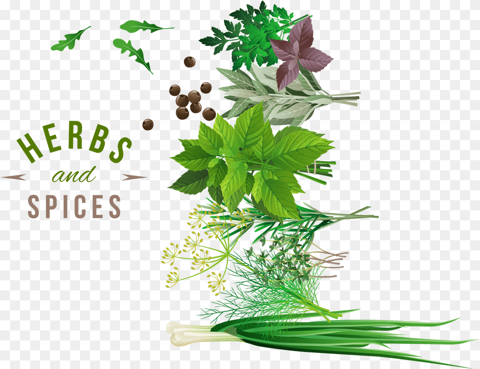 Download Herb Spice Vegetable Background Herbs, Herbal, Plant, Leaf, Food Free Transparent Png