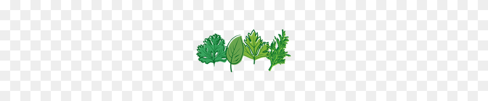 Download Herbs Free Photo Images And Clipart Freepngimg, Green, Herbal, Leaf, Plant Png Image