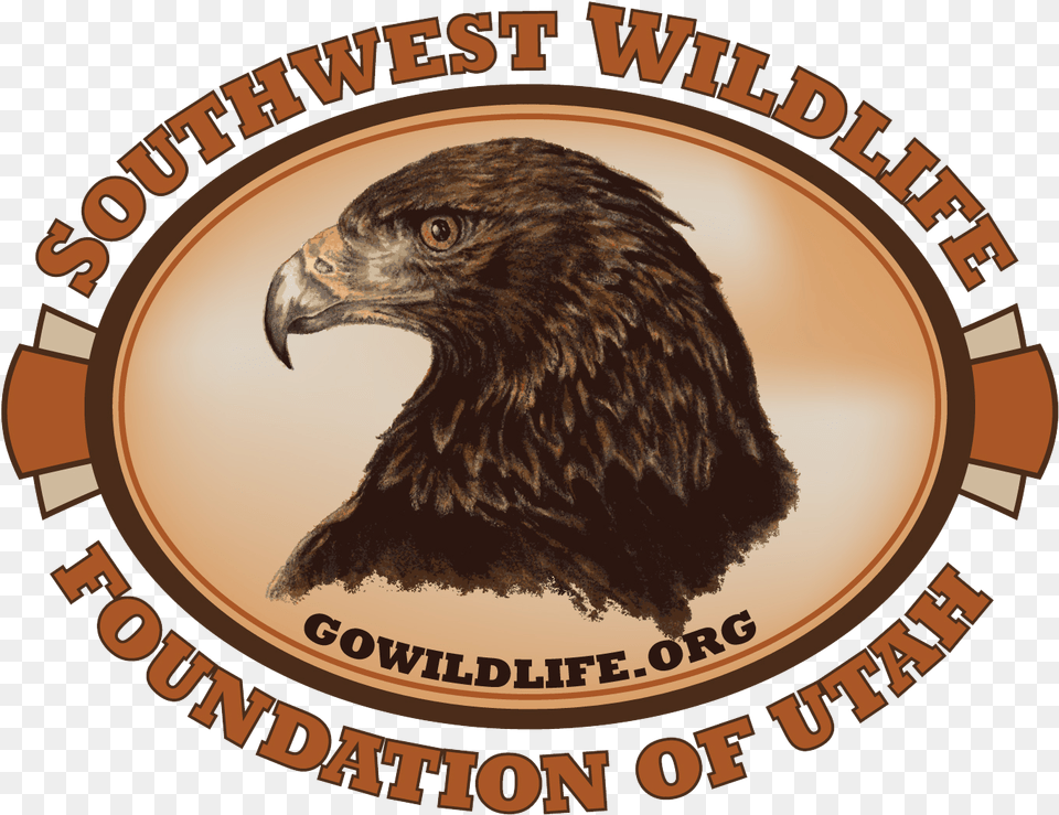 Download Hi Res Golden Eagle, Animal, Beak, Bird, Logo Free Transparent Png