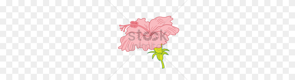 Download Hibiscus Clip Art Clipart Mallows Clip Art, Flower, Plant, Petal, Dynamite Free Transparent Png