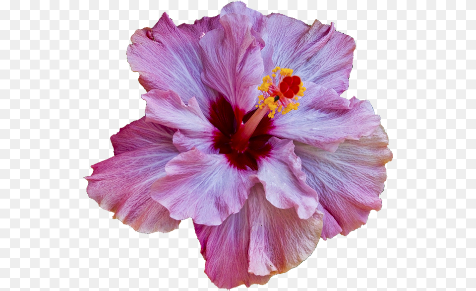 Download Hibiscus Just Reminds Mw Of Hawaii Translucent Hibiscus Transparent Tropical Flowers, Flower, Plant, Rose, Pollen Free Png