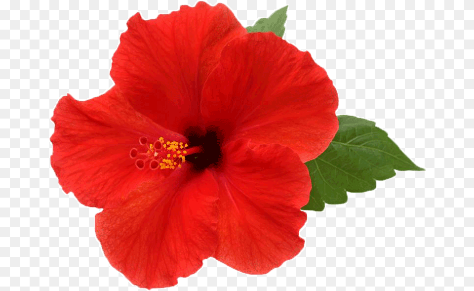 Hibiscus Picture Transparent Background Hibiscus Flower, Plant, Rose Free Png Download