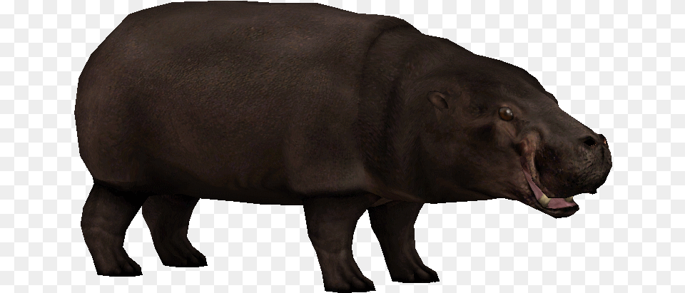 Download Hippo Transparent Transparent Backgrounds, Animal, Mammal, Wildlife, Pig Free Png