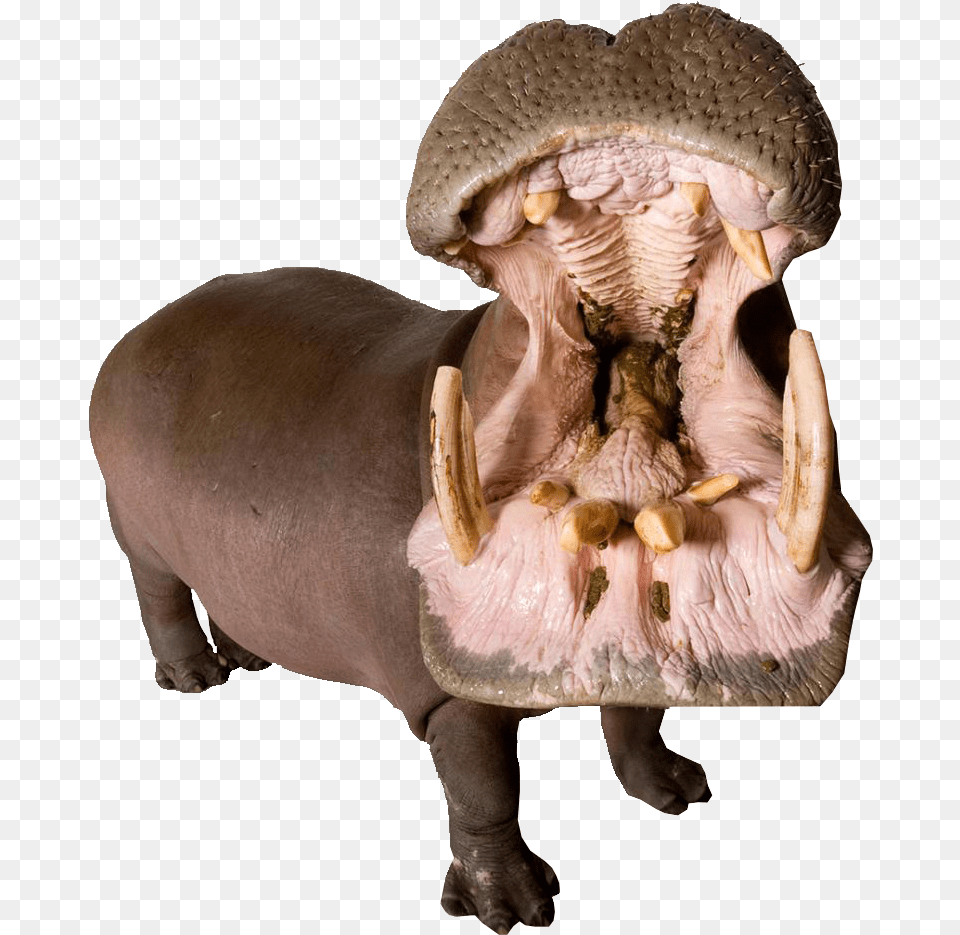 Download Hippo With Mouth Open Image For Animals With Mouth Open, Animal, Mammal, Wildlife, Baby Free Transparent Png