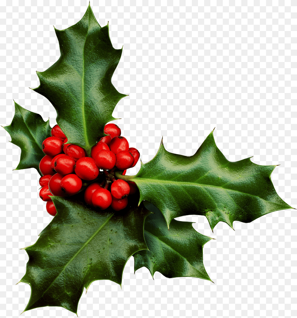Download Holly Banner Black And Sprig Of Holly, Leaf, Plant, Tree, Food Free Transparent Png