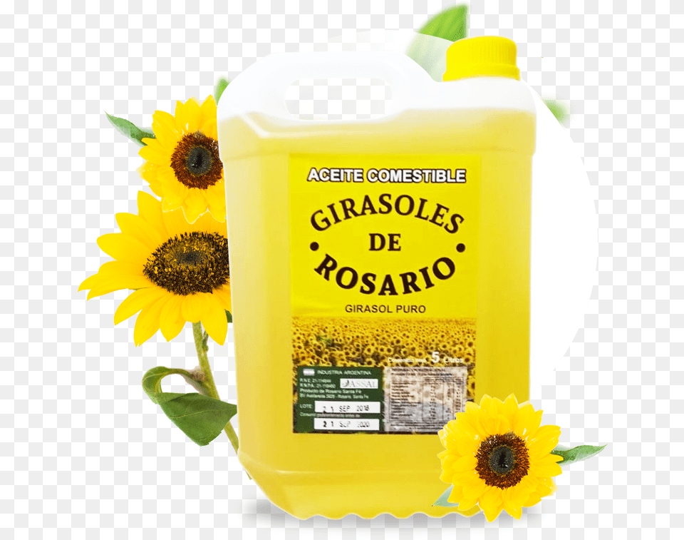 Download Home Oil Pic Real Sunflower Full Size Fresh, Flower, Plant, Cooking Oil, Food Png