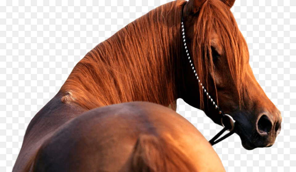Download Horse Head Background, Animal, Colt Horse, Mammal, Stallion Free Transparent Png