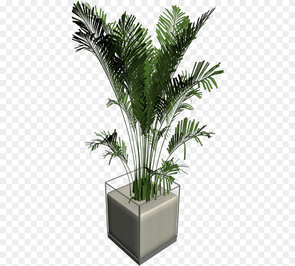 Download House Plant Palm Tree Palm Trees Hd Download Cat Palm, Vase, Pottery, Potted Plant, Planter Png Image