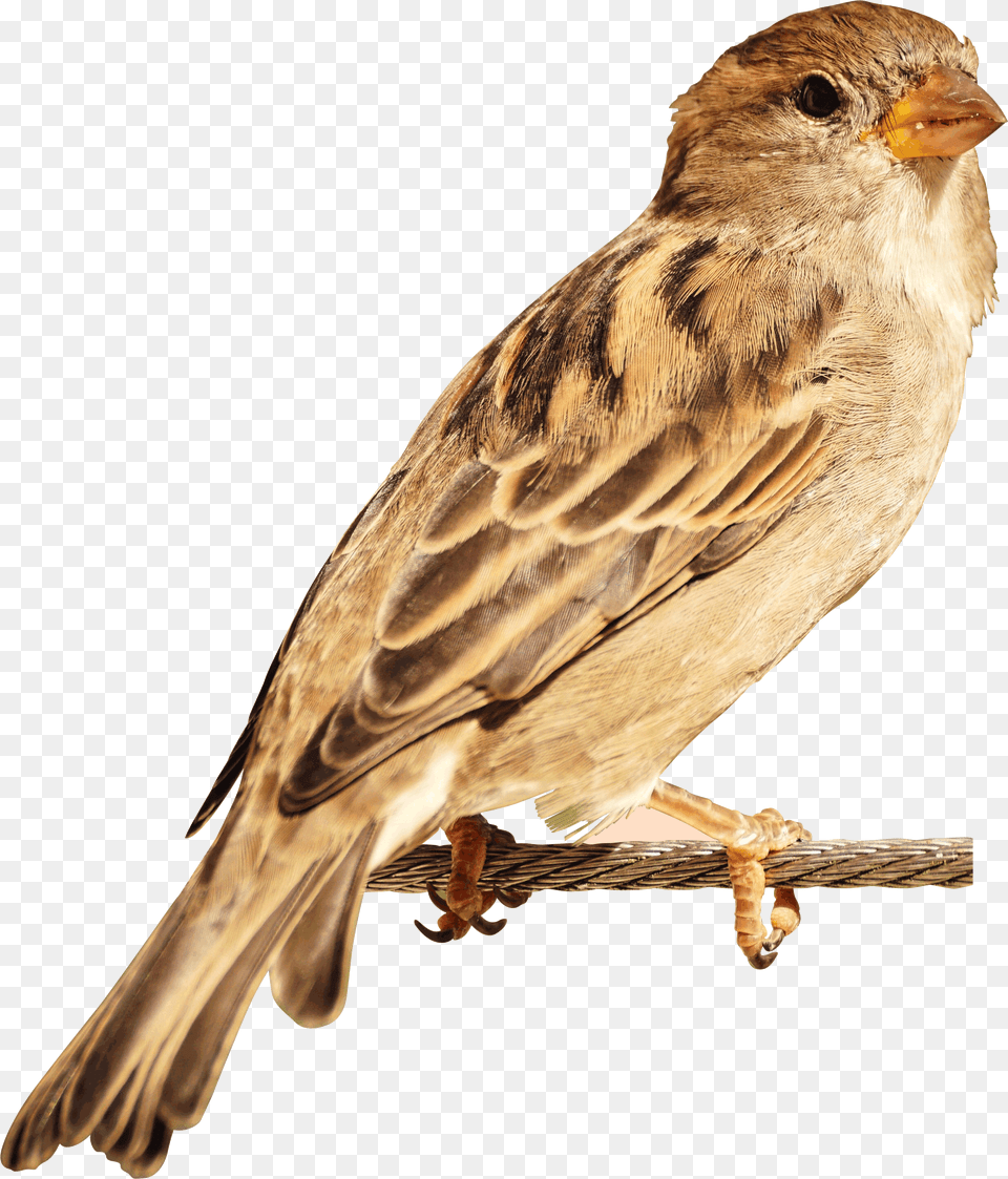 House Sparrow Bird Image Hd, Animal, Finch, Anthus Free Png Download
