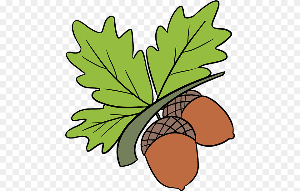 Download How To Draw Acorns Draw An Acorn Full Size Acorn In Tree Drawn, Food, Grain, Nut, Plant Png