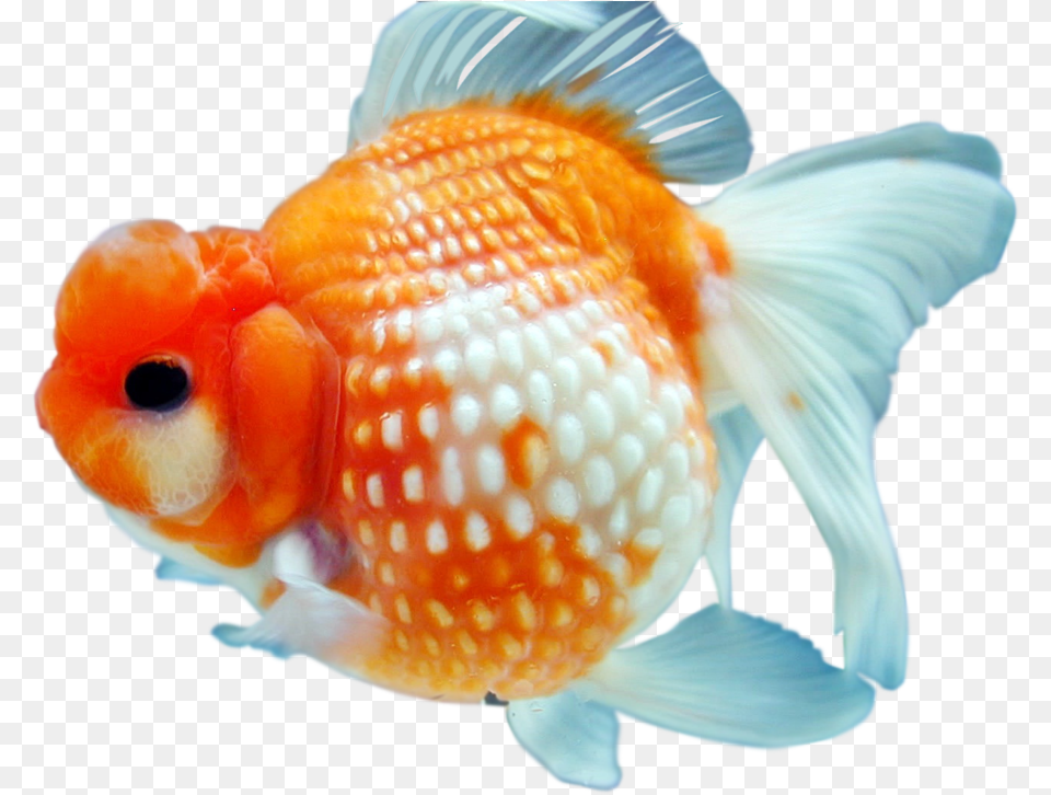 Hq Image Gold Fish, Animal, Sea Life, Goldfish Free Png Download