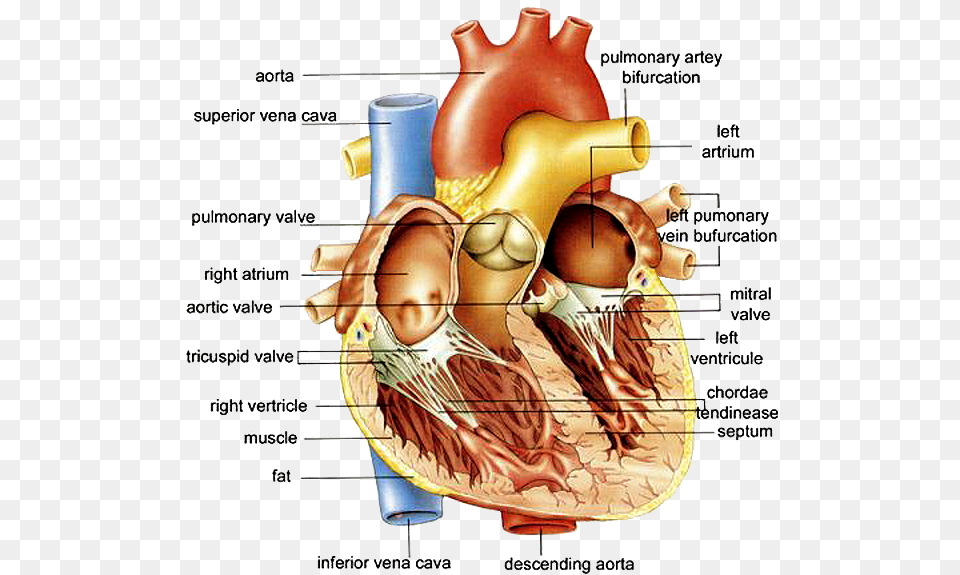 Download Http Anatomybox Comwp Heart Diagram Diagram Of Heart, Body Part, Face, Head, Neck Free Png