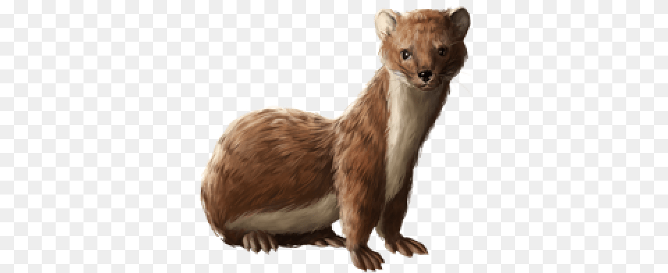 Download Huge Item Weasel 01 Weasel, Animal, Mammal, Rat, Rodent Png