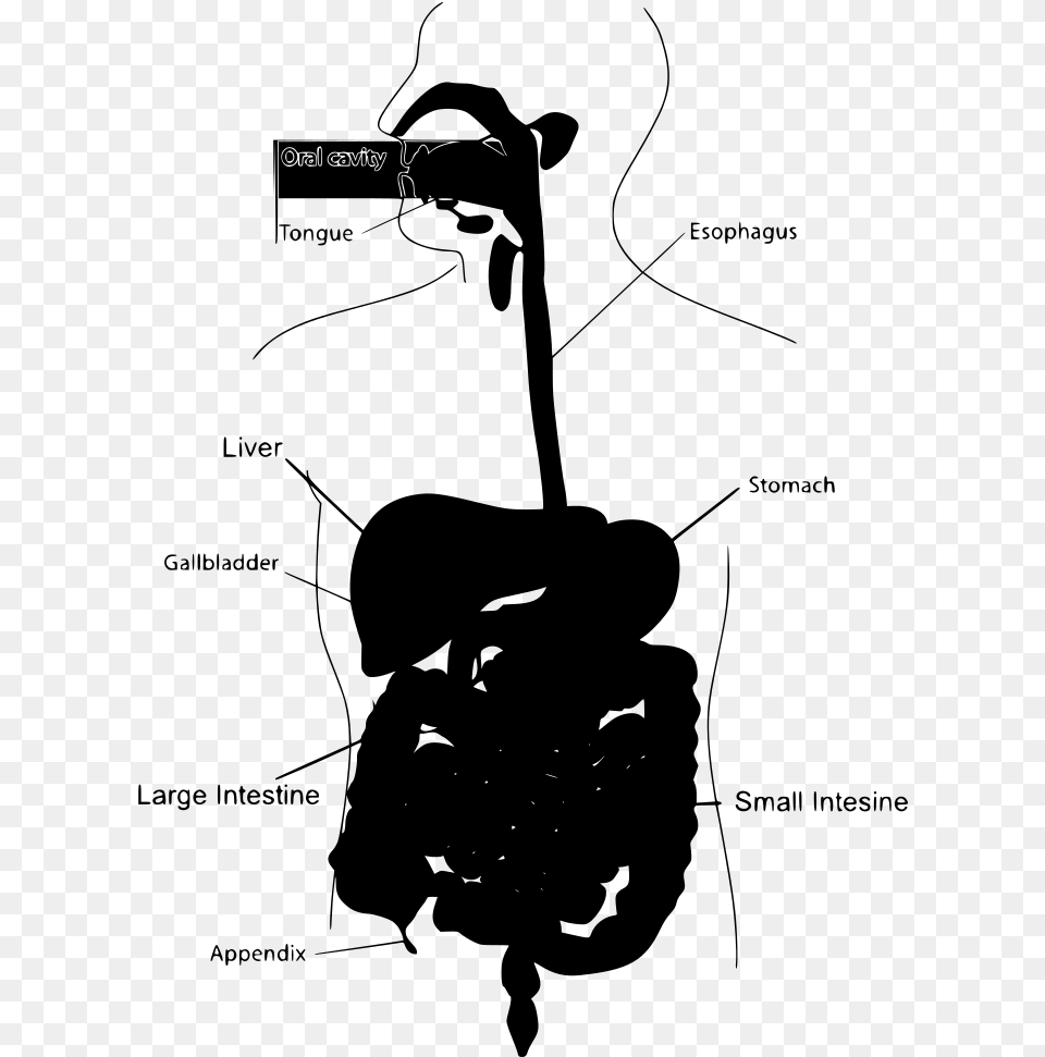 Download Human Digestive System Eating Meat, Gray Png