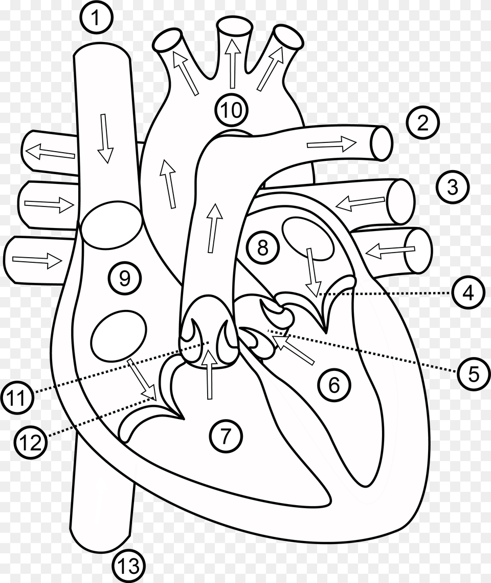 Download Human Heart Drawing Outline Part Out Line Of Human Heart, Art, Ammunition, Grenade, Weapon Png