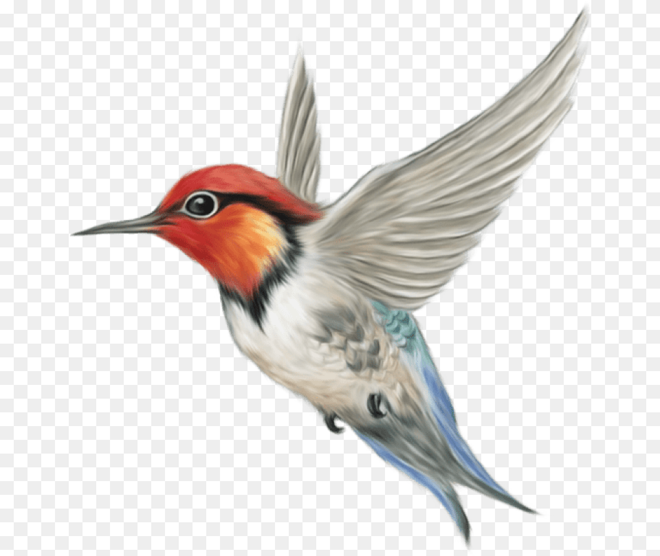 Hummingbird Art Images Background As A Bird Idiom, Animal, Bee Eater, Beak Free Png Download