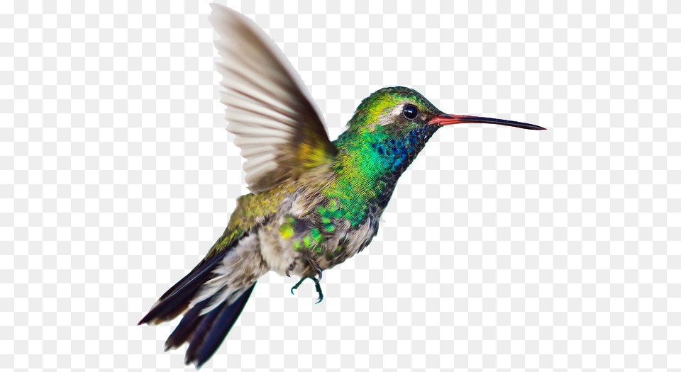 Hummingbird Clipart Image Hummingbird Transparent Background, Animal, Bird Free Png Download