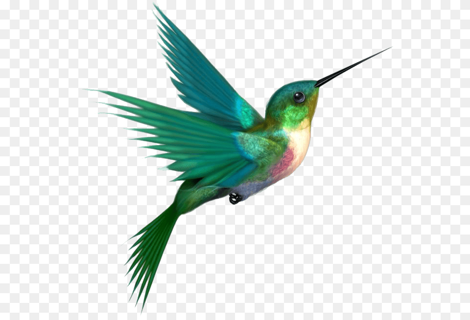 Download Hummingbird Image Hq Hummingbird, Animal, Bird, Bee Eater Free Transparent Png