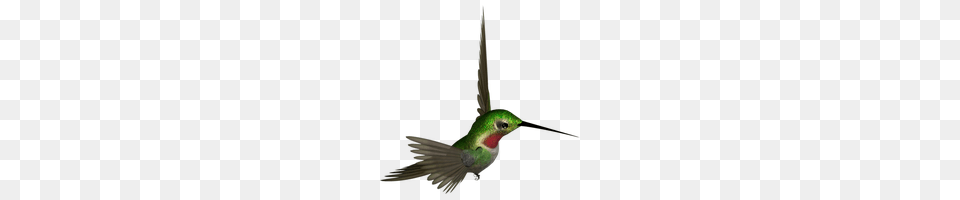 Download Hummingbird Photo Images And Clipart Freepngimg, Animal, Bird Png