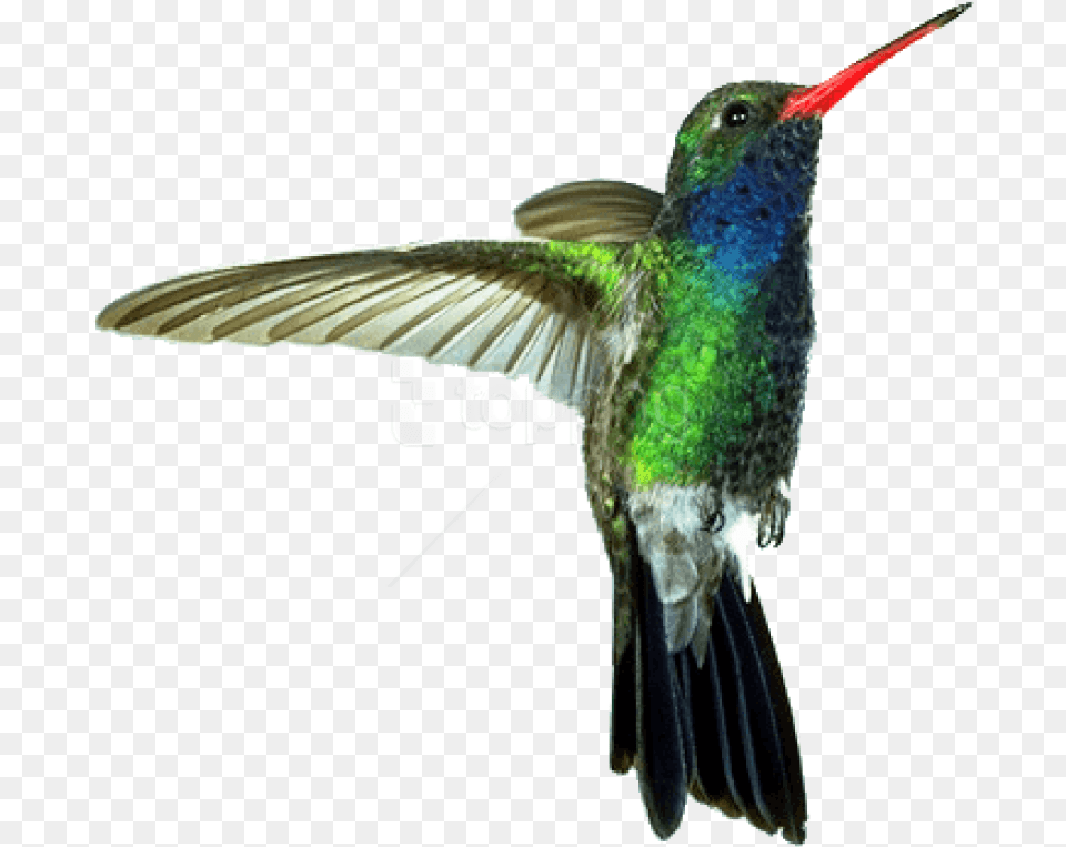 Download Hummingbird Red Green Images Hummingbird, Animal, Bird Png Image