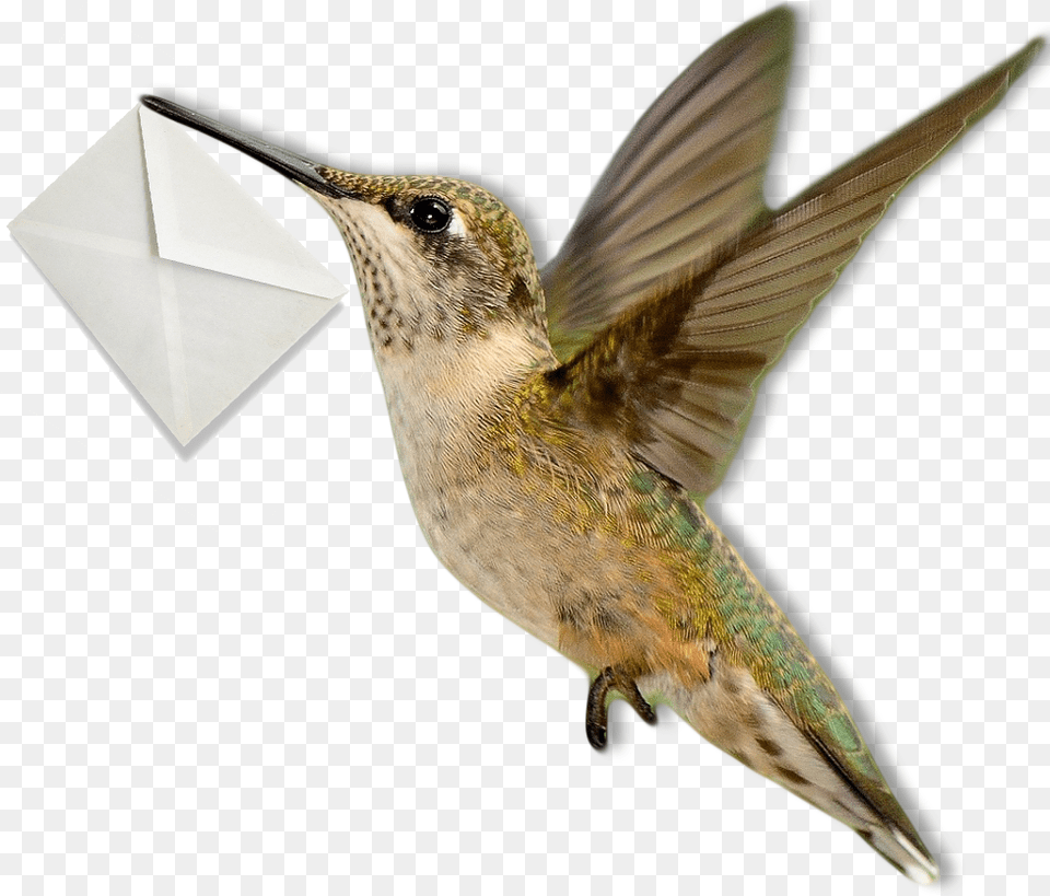 Download Hummingbird Rubythroated Hummingbird Full Size Hummingbirds, Animal, Bird Free Png