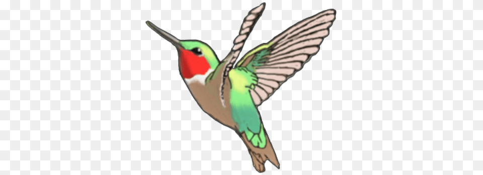 Download Hummingbird Tattoos Free Transparent Image And Clipart, Animal, Bird, Fish, Sea Life Png