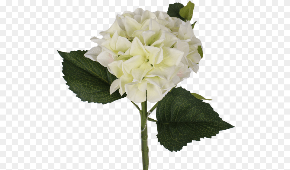 Hydrangea Bush Artificial Flower, Rose, Plant, Geranium, Flower Bouquet Free Png Download