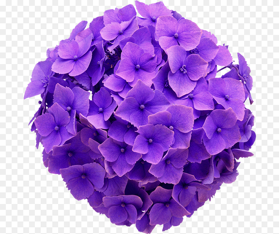 Download Hydrangea Real Flower Purple Cute Beautiful Purple Hydrangea Background, Geranium, Plant, Flower Arrangement, Flower Bouquet Free Transparent Png