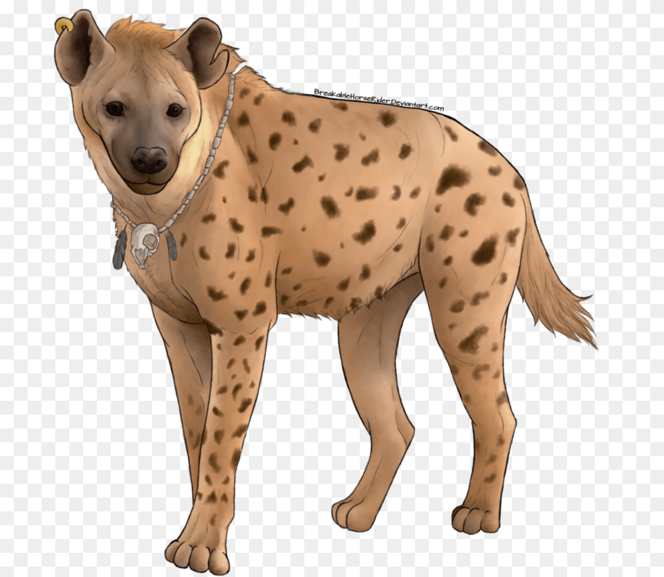 Hyena Images Backgrounds Hyena, Animal, Canine, Dog, Mammal Free Png Download