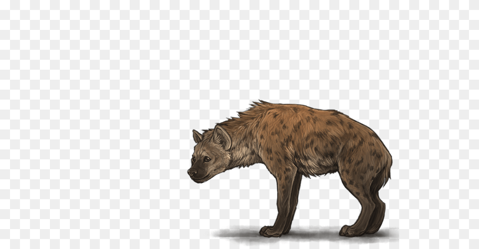 Hyena Transparent Hyena Transparent Background, Animal, Wildlife, Bear, Mammal Free Png Download
