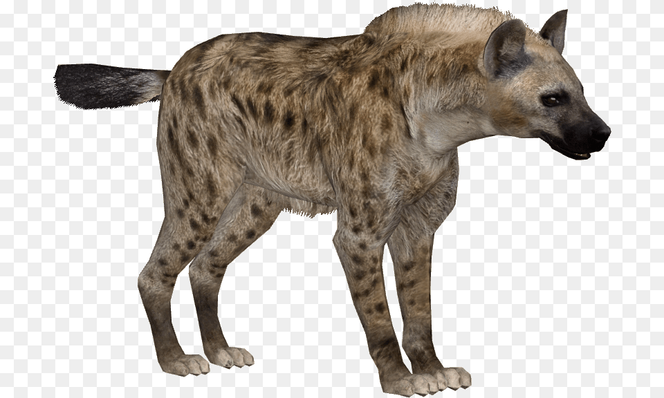 Download Hyena Transparent Transparent Backgrounds Zoo Tycoon 2 Hyena, Animal, Canine, Dog, Mammal Free Png