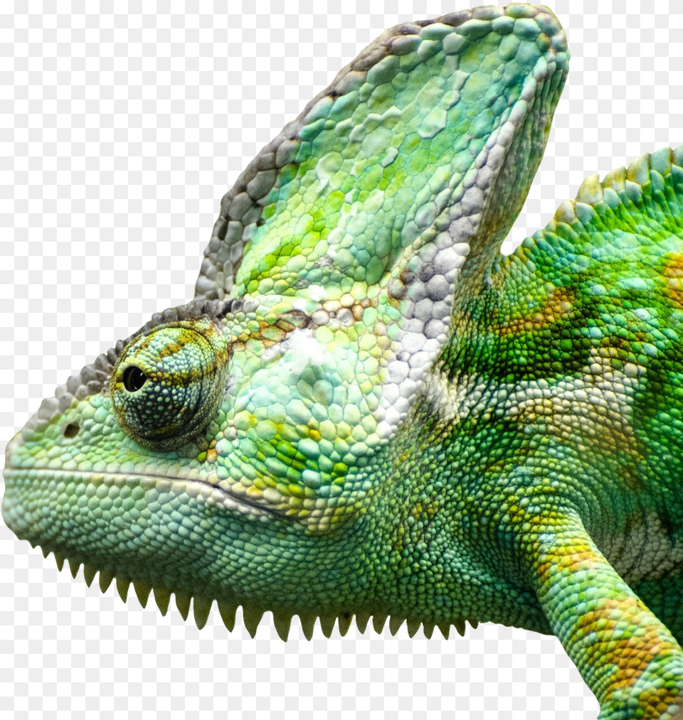 Download Iguana Face Image For Ejemplo De Animales Insectvoros, Animal, Lizard, Reptile, Green Lizard Free Transparent Png