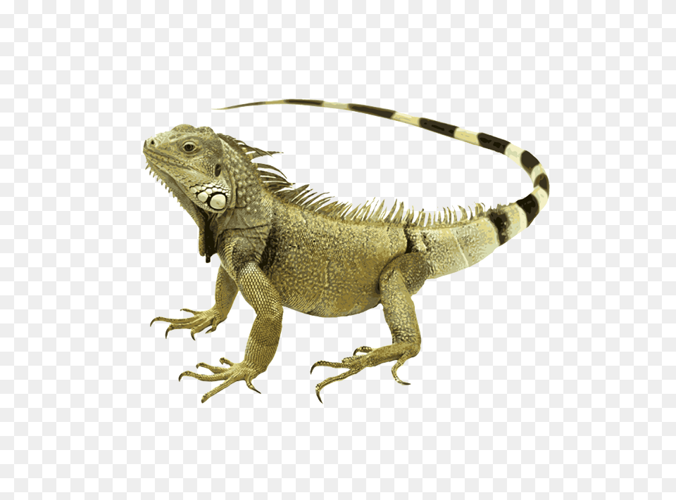 Download Iguana Green Iguana, Animal, Lizard, Reptile Png Image