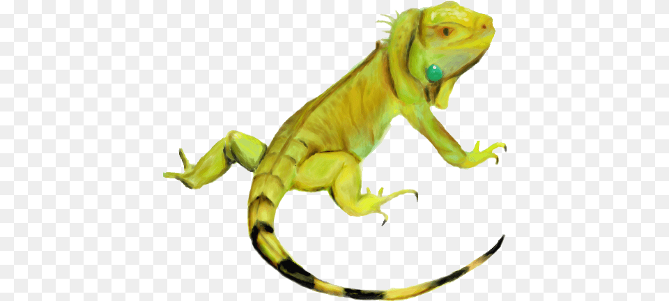 Download Iguana Hd Bunglon, Animal, Lizard, Reptile, Dinosaur Png