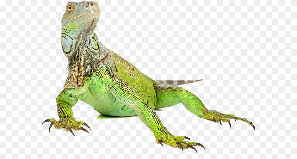 Download Iguana Iguana, Animal, Lizard, Reptile Png Image