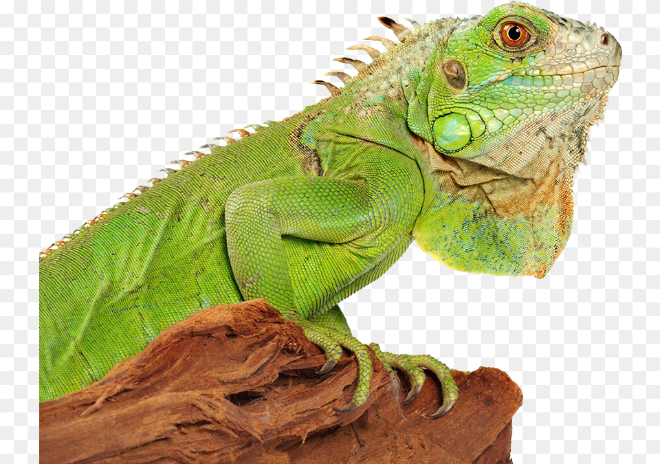 Download Iguana Photo Iguana, Animal, Lizard, Reptile Png Image