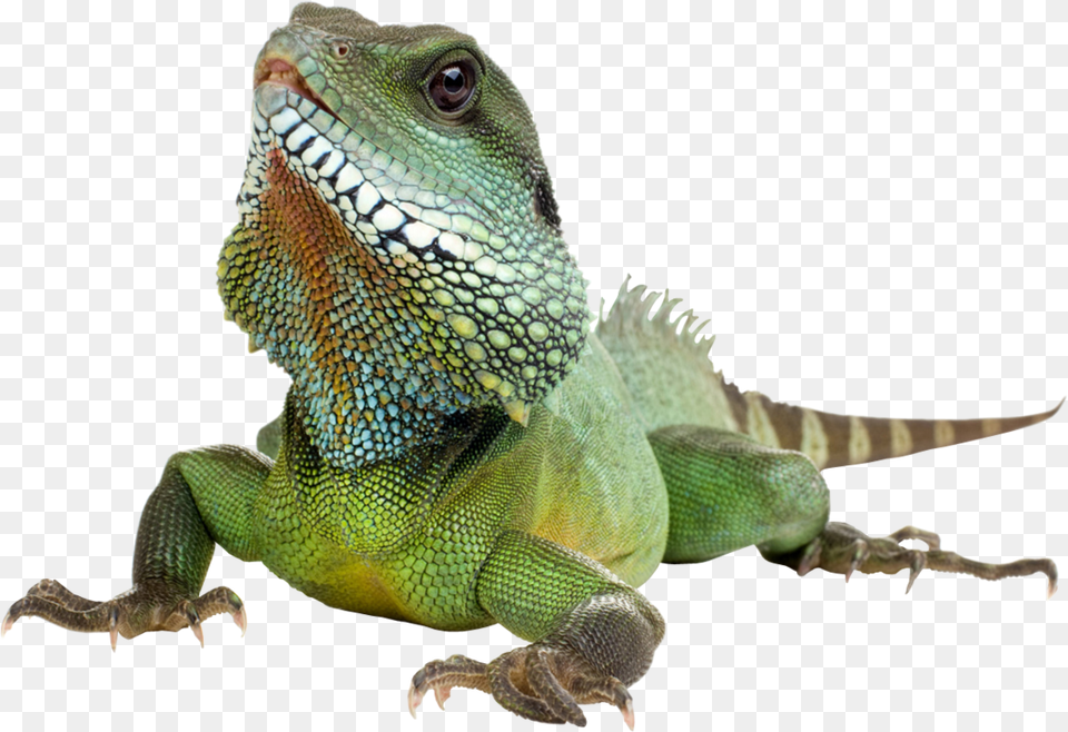 Iguana Transparent Background Iguana Transparent Background, Animal, Lizard, Reptile, Green Lizard Free Png Download
