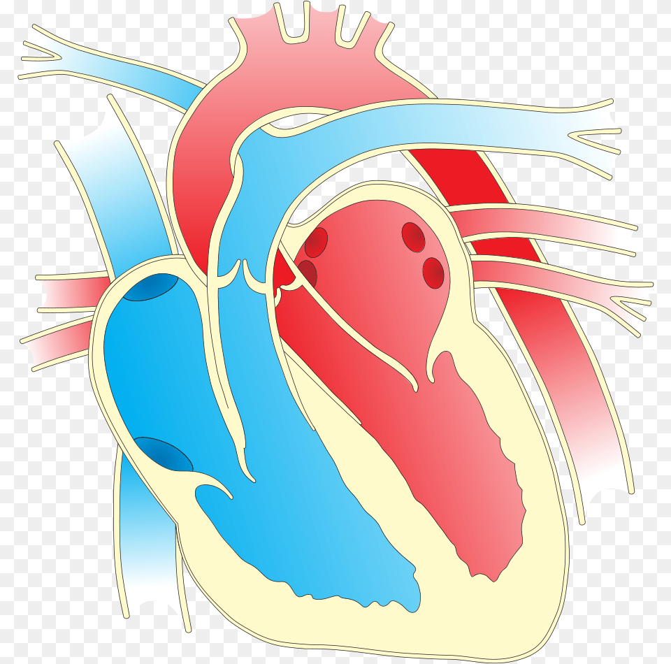 Image As A Heart Diagram, Baby, Person Free Png Download