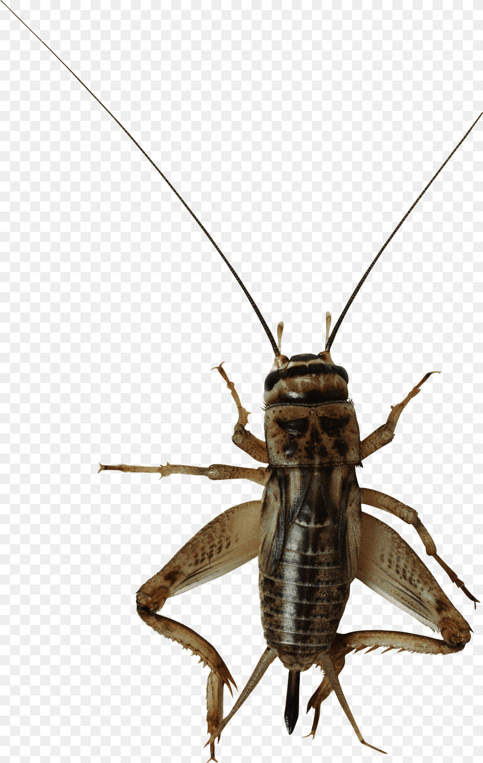 Image Cricket Bug Background, Animal, Cricket Insect, Insect, Invertebrate Free Png Download