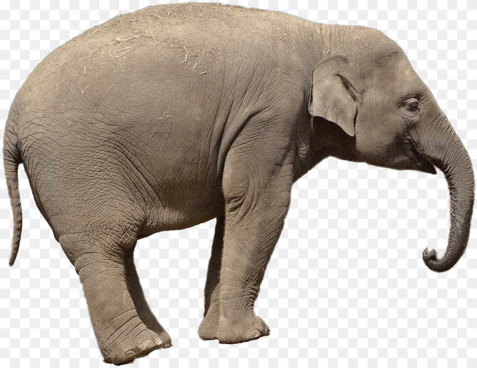 Image Report Elephant, Animal, Mammal, Wildlife Free Png Download