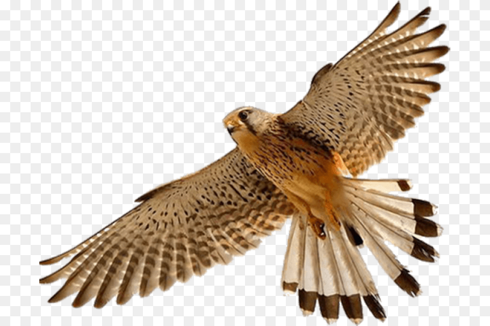 Download Image Report Falcon, Accipiter, Animal, Bird, Kite Bird Free Transparent Png