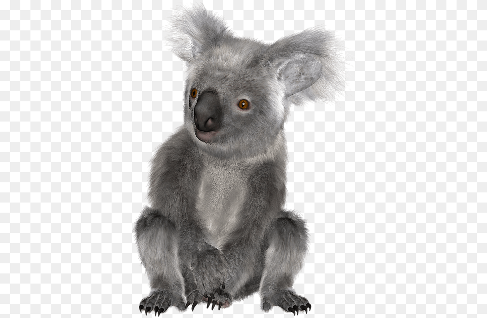 Download Image Report Koala, Animal, Bear, Mammal, Wildlife Free Transparent Png