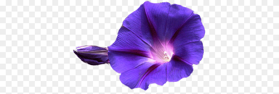 Download Image Report Morning Glory Background, Flower, Plant, Purple, Petal Free Transparent Png
