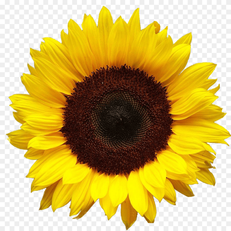 Download Image Sunflower, Flower, Plant Free Png